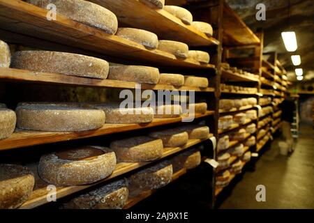 Handwerkliche beaufort Käse in der Veredelung in einem traditionellen Keller Stockfoto