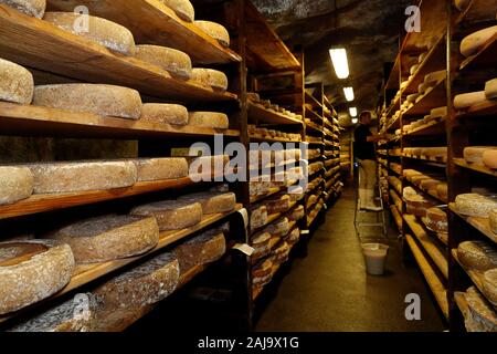 Handwerkliche beaufort Käse in der Veredelung in einem traditionellen Keller Stockfoto