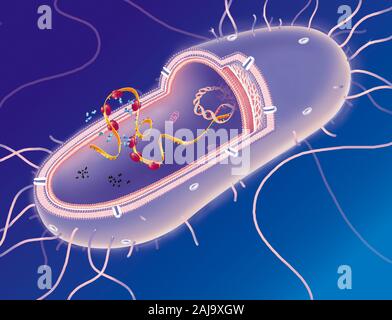 Bakterium Stockfoto