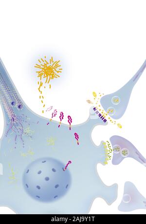 Mit neurofibrilläre Degeneration Prozess Neuron, senile Plaques, Behandlungen. Neuron im zentralen Nervensystem durch abnorme Spaltung von APP betroffen Stockfoto