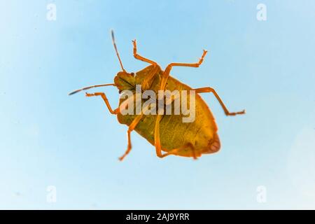 Orange shield Bug an einem Fenster Glas Stockfoto