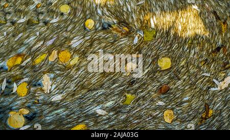 Wasser mit Algen und Blätter im Herbst verschmutzt Stockfoto