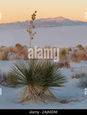 Soaptree Yucca Pflanze im Sand bei Sonnenuntergang im White Sands National Park in New Jersey Stockfoto