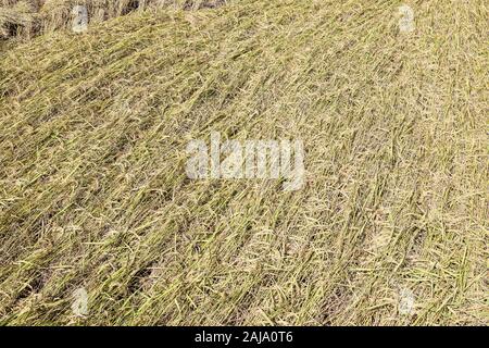 Goldene Reisfelder in der Erntezeit für den Landwirt im Norden von Thailand. Stockfoto