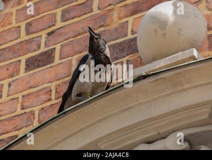 Nebelkrähe, Corvus cornix thront auf Gebäude in der Nähe der Nest-Website. Stockholm. Stockfoto