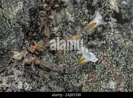 Alpine Vogelmiere, Cerastium Alpinum, in der arktischen Tundra, Abisko, Schweden wächst. Stockfoto