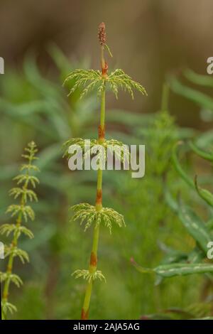 Holz, Schachtelhalm Equisetum sylvaticum, fruchtbare Wedel; in Birke Wald. Stockfoto