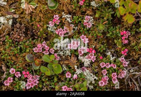 Nachgestellte Azalee, Kalmia procumbens, in der Blume in der arktischen Tundra. Stockfoto