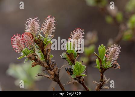 Whortle-leaved Willow, Salix myrsinites, männliche Kätzchen. Arktischen Tundra. Stockfoto