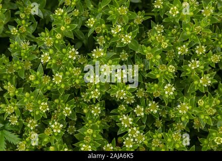 Meer, Honckenya peploides sandwort in Blume am Strand an der Strandlinie. Stockfoto