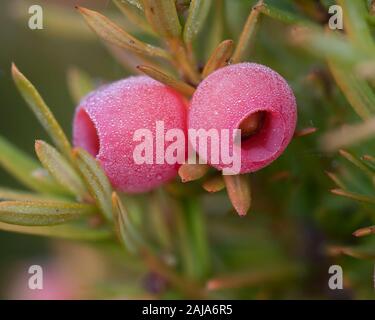 Eibe (Taxus whipplei Beeren) mit einer leichten Decke von Frost. Tipperary, Irland. Tipperary, Irland Stockfoto