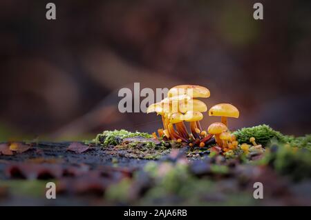 Makro-Nahaufnahme kleiner Pilzgruppen zwischen Moos im Wald im Herbst Stockfoto
