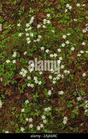 One-blühenden Wintergreen, Moneses uniflora, in der Blume in Northern Pine Wood, Norwegen. Stockfoto