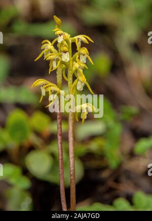 Coralroot Orchidee, Corallorhiza trifida, in der Blume in schattigen Wäldern. Stockfoto