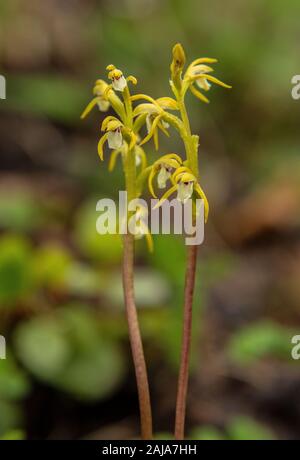 Coralroot Orchidee, Corallorhiza trifida, in der Blume in schattigen Wäldern. Stockfoto