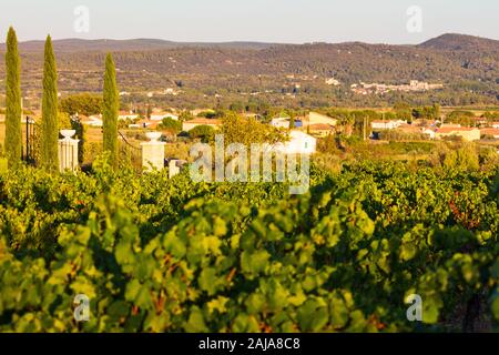 Weinberge in der Nähe von Chateauneuf-du-Pape, Provence, Frankreich, einer der besten Weine der Appellation in der Welt Stockfoto