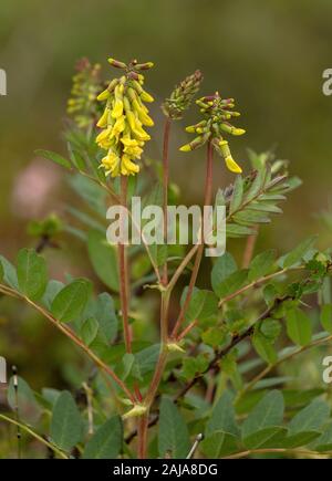 Arktis Milkvetch, Astragalus frigidus, in der Blume in der Tundra, Abisko, Schweden. Stockfoto