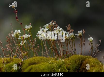 Hängend, steinbrech Saxifraga cernua, Blumen, wachsen mit Getuftet, Steinbrech Saxifraga cespitosa, in Abisko, arktischen Schweden. Stockfoto