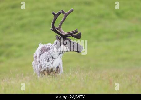 Raindeer, Rangifer tarandus, Karibus männlichen im Sommer. Stockfoto