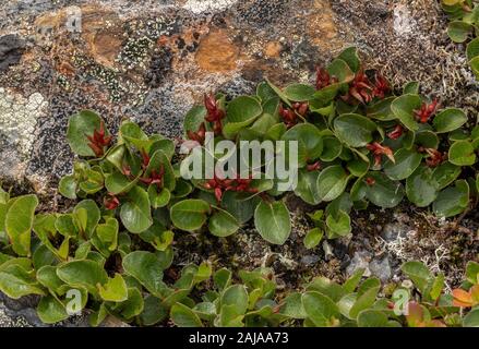 Polar Weide, Salix Polaris, weibliche Pflanze mit Früchten. Auf Felsen, in arktischen Schweden Stockfoto