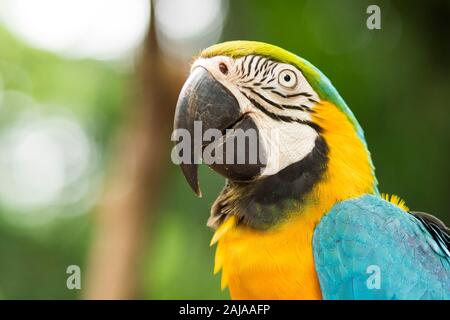 Nahaufnahme von Blau und Gold ara in der natürlichen Umgebung in der Nähe von Iguazu Wasserfälle, Foz Iguacu, Brasilien. Stockfoto