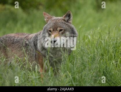 Männliche eurasischen Wolf, Canis lupus lupus, in seiner großen skandinavischen Form, in Birke Wald, Norwegen. Stockfoto