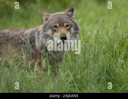 Männliche eurasischen Wolf, Canis lupus lupus, in seiner großen skandinavischen Form, in Birke Wald, Norwegen. Stockfoto