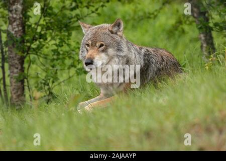 Männliche eurasischen Wolf, Canis lupus lupus, in seiner großen skandinavischen Form, in Birke Wald, Norwegen. Stockfoto