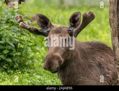 Männliche oder Bull Elk, Alces alces, mit Geweih in Samt. Norwegen. Stockfoto