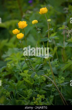 Globus Blumen, Trollius europaeus, in der Blume in offenen Birke Wald. Stockfoto