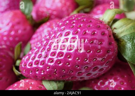 Closeup Surreal Pop Art Stil Lebendige rosa gefärbte Frische Erdbeeren Stapel Stockfoto