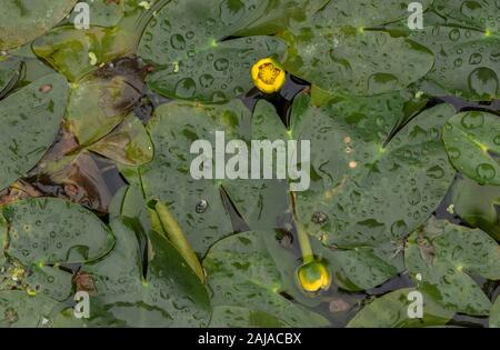 Mindestens Wasserlilie, Nuphar pumila, in oligotrophen Teich. Stockfoto