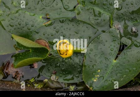Mindestens Wasserlilie, Nuphar pumila, in oligotrophen Teich. Stockfoto