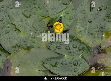 Mindestens Wasserlilie, Nuphar pumila, in oligotrophen Teich. Stockfoto