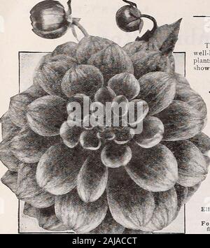 Der Vick Garten & Blumen Guide: Spring edition. Rochester, N.Y., die Blume Stadt Vicks Dahlien Die herrliche Qualitäten und die traumhafte Schönheit der heutigen Dahlia sind Sowell bekannt, dass es scheint kaum notwendig für uns, Sie hier zu betonen. Noplants sind leichter zu wachsen, schneller reagieren zu kümmern, Blume mehr frei, und fewshow ein so breites Spektrum an Farbe. Viel Arbeit wurde auf Dahliasin der letzten Jahre getan, und es gibt viele neue und verbesserte Sorten auf dem Markt. Unsere Liste wurde komplett überarbeitet in allen der "Besten der neuen Sorten, die, natürlich, Alle Stockfoto