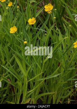 Greater Spearwort, Ranunculus lingua, in der Blume im Teich. Stockfoto