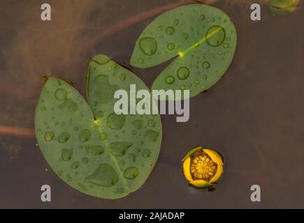 Mindestens Wasserlilie, Nuphar pumila, in oligotrophen Teich. Stockfoto