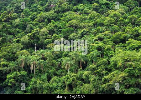 Dichten tropischen Regenwald in Brasilien, Natur und Ökologie Hintergrund. Stockfoto