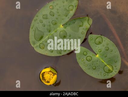 Mindestens Wasserlilie, Nuphar pumila, in oligotrophen Teich. Stockfoto