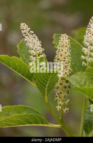 Indische Poke, Phytolacca acinosa, in Blüte. Giftige und Heilpflanze. Stockfoto