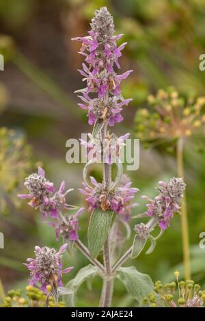 Lamb's-ear,  Stachys byzantina, in flower. Common garden plant, from Turkey and Armenia. Stockfoto