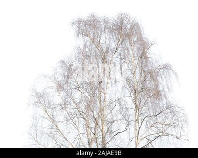 Birke im Winter auf weißem Hintergrund isoliert Stockfoto