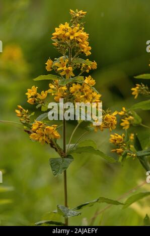 Gelbe Felberich, Lysimachia vulgaris, in der Blume in einer feuchten Wiese. Stockfoto