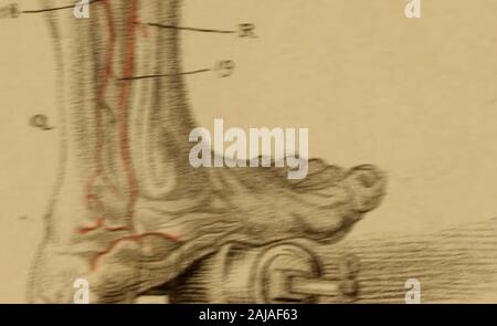 Gravuren der Arterien: Grundprinzip der zweite Band der Anatomie des menschlichen Körpers, durch j Bell; und dient als Einführung in die Chirurgie der Arterien. pudic Filiale auch. 6. Die externe Pudic Arterie. 7. Die Profunda. 8. Die interne Zirkumflex Arterie. 9. Die Profunda, tief in das Fleisch der Oberschenkel fortfahren, bevor es gibt dem perforat-ing Filialen Die Filialen der Profunda sind in der In-terstices der rectus und M. vastus Externus gesehen. 10. Die Femoralarterie, wo es liegt der Trizeps und M. vastus internus Muskel aufgerichtet, beforeit perforiert der Trizeps. 11, 12, 13. Stockfoto