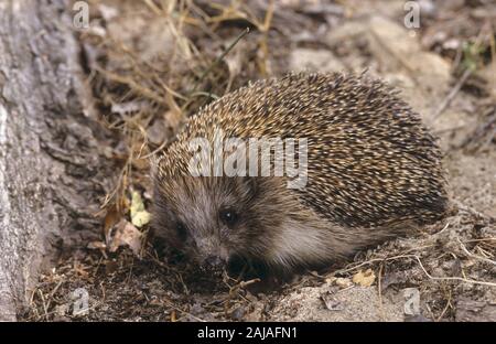 Nördlicher Weißbrustigel, nord-wei SSbrustigel, Weissbrustigel, Weißbrust-Igel, Weissbrust-Igel, Osteuropäischer Igel, Ostigel, Ost-Igel, Erinaceus roum Stockfoto