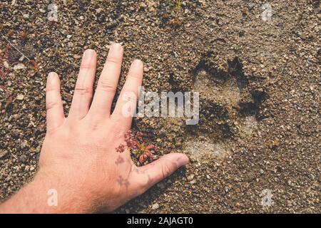 Menschliche Hand neben Pugaar-Druck. Stockfoto