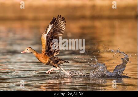 Eine schwarze-bellied Pfeifen Ente (Dendrocygna autumnalis) zieht aus dem Wasser bei Audubon Park in der Nachmittagssonne in New Orleans, Louisiana. Stockfoto