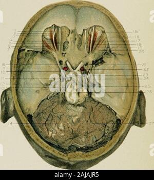 Regionale Anatomie in ihrem Bezug zur Medizin und Chirurgie. Rvi ^1^" ein Stockfoto