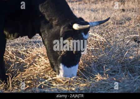 Black Angus Rind essen Heu Stockfoto