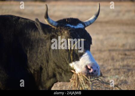 Black Angus Rind essen Heu Stockfoto